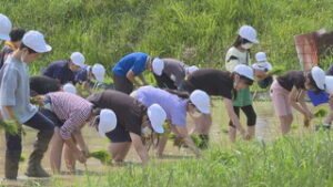 南条小学校５年生　地元農家の協力で米作りに挑戦　坂城町