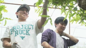 信州大学繊維学部　学生たちが天蚕繭の収穫　東御市和 大室農場