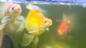自慢の金魚　１００匹以上を飼育　上田市別所温泉