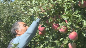 実りの秋　冷え込みに期待　リンゴ「ふじ」の葉摘み作業　東御市祢津