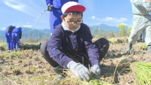 南条小学校　５年生が稲刈りを体験　坂城町