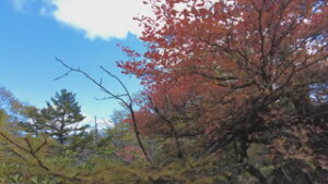 オープニング　湯の丸高原　紅葉見ごろ