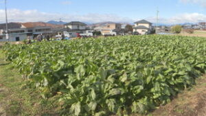 東御市和で野沢菜収穫・販売　今年は例年より大きく成長　