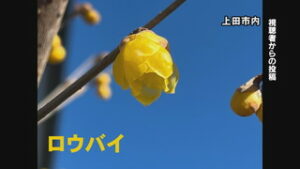 視聴者から春の便り　上田市の民家でロウバイ咲く