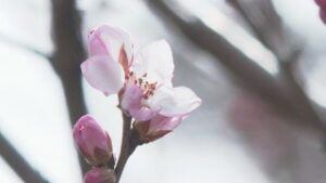春の兆し続々と　上田城跡公園のロトウザクラが開花　上田市立博物館裏