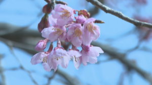 上田城跡公園の桜の開花状況