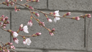 各地で桜の開花遅れ　上田城千本桜まつりの期間延長へ