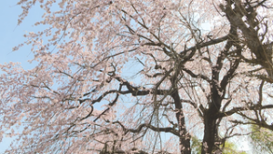 桜が各地で見ごろ　上田市御嶽堂の桜　宗龍寺・岩谷堂観音