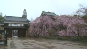 春の嵐　上田地域で「桜流しの雨」　上田城跡公園
