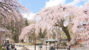 標高の高い場所　桜が一気に見ごろに　上田市真田町 長谷寺