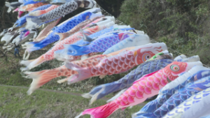 オープニング　室賀の青空に泳ぐ　約８０匹の鯉のぼり　上田市