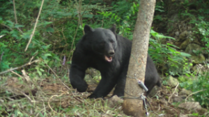 ハイキングや山菜採りに注意　クマに遭わないためには　上田地域振興局