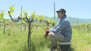 今夏にはワイナリー完成予定　上田市富士山のワインブドウ畑で芽かき作業