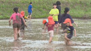 田植え前の田んぼで　祢津小５年生と園児が泥んこ遊び交流　東御市