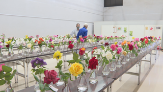 愛好家が持ち寄り 上田バラ会 5年ぶり切り花展 上田市中央公民館