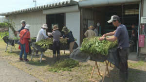 養蚕の文化伝える　蚕飼姫プロジェクトの“除沙”作業　信州大学繊維学部農場