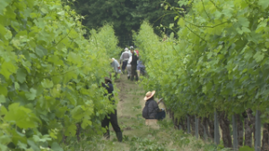 地域住民が協力　椀子ヴィンヤードでワイン用ブドウの葉摘み作業