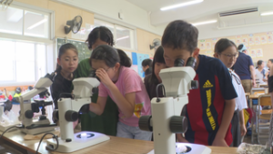 「仕込んだ味噌にカビが生えた！」　４年１組　菌について学ぶ　上田市立清明小学校
