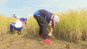 上田市立塩田西小学校５年生　育てたもち米　稲刈り