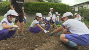 広報・販売の計画も　城下小学校３年生　地大根の栽培に挑戦　上田市