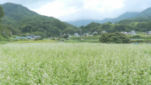 エンド　青木村タチアカネの花