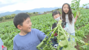 城下小学校３年生　種から育てたうえだみどり大根を収穫　上田市前山　