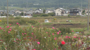 坂城町 秋バラ見ごろ　ボランティアによる手入れ進む　坂城千曲川バラ公園