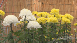 生島足島神社菊友会 猛暑の影響受けつつも菊花展開催　上田市