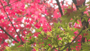 オープニング　紅葉進む 今週後半寒くなる　東御中央公園第一体育館