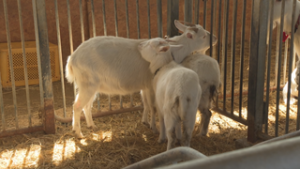 ふれあいヤギ牧場を作ろう　上田市塩川