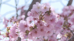 北御牧　薄紅色の桜　トリイザクラとは？　東御市御牧原　南部農村公園