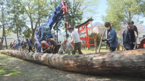 皆で息を合わせ　生島足島神社　奉倒祭　上田市下之郷