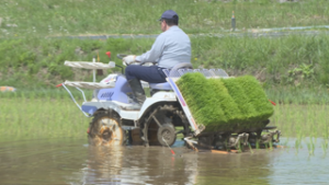 東御市八重原の白倉さん　気温の高い日ねらって田植え