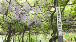 信濃国分寺資料館　カバンの藤　満開