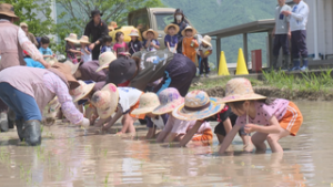 お米作りに挑戦！　日向幼稚園　田植え　上田市築地