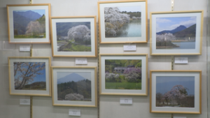 桜の風景写真一堂に　９人の愛好家による３８点を展示　上田市中央