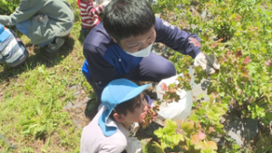 園児と一緒に　さくら国際高校がすぐり収穫