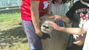 ヒツジのすずちゃんとお別れ　上田市立中塩田小学校
