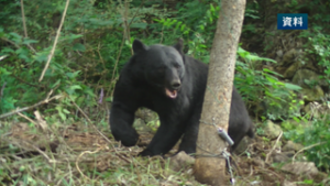 鳥獣対策専門員に聞く　クマに遭遇しないために