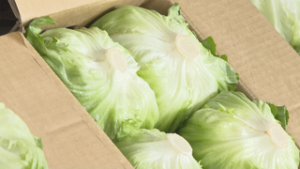 質の良い野菜を全国へ　菅平高原　レタス出荷査定会　上田市