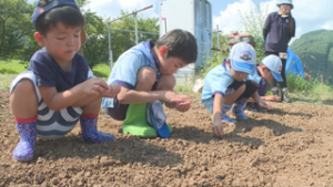 日本ボーイスカウト上田第１３団　うえだみどり大根の種まき　上田市前山