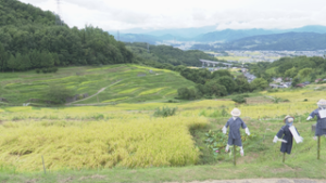 稲刈り始まる　稲倉の棚田　豊作に期待　上田市殿城