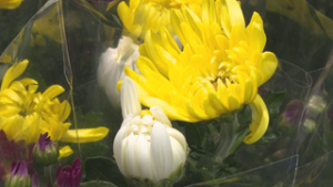 ２０日から２６日まで秋のお彼岸　直売所に多くの切り花並ぶ　上田市住吉　うえだ食彩館ゆとりの里