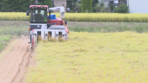 猛暑の心配も順調に生育　小林農園で稲刈り　上田市仁古田