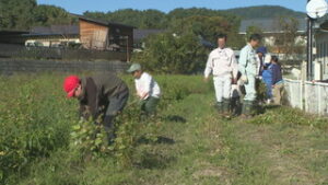 青木小学校 そばクラブ 夏に種をまいたタチアカネ収穫