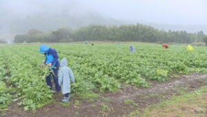 今年で9回目 うえだみどり大根収穫祭 上田市前山