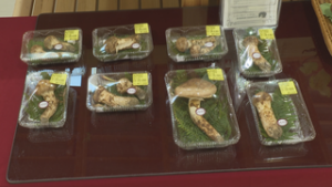 道の駅あおき　地元産のマツタケ並び始める　青木村