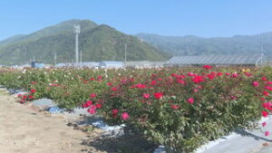 苗づくりに力注ぐ バラ栽培 長野ローズ 坂城町上五明