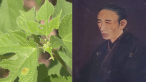 ゆうすげと蝶の里 植物から蚕種の里を知る 上田市上塩尻