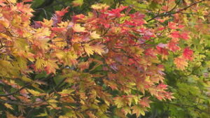 見ごろは来月初めの見込み 前山寺・安楽寺の紅葉 上田市